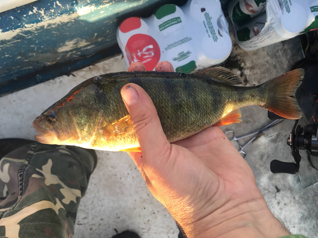 Și am luat și un biban frumușel , pe la o jumătate de kilogram. Nu am mai văzut de mult unul așa de mare.